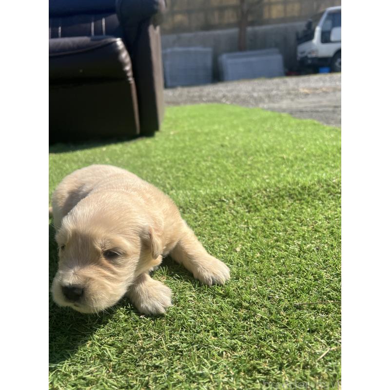 販売中の静岡県のゴールデンレトリーバー-446177の3枚目