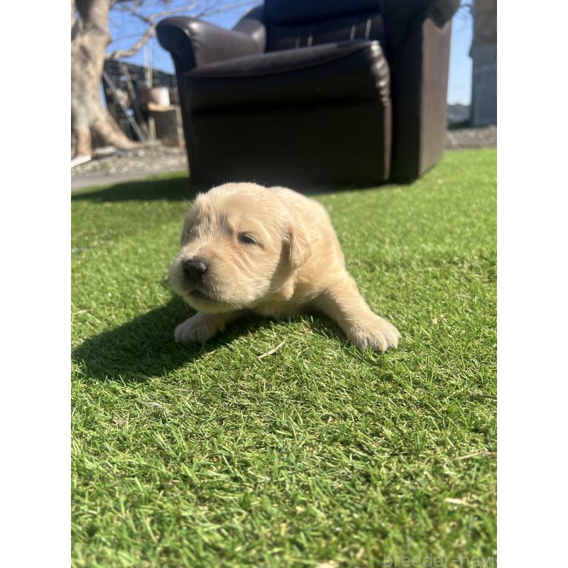 販売中の静岡県のゴールデンレトリーバー-446177の2枚目