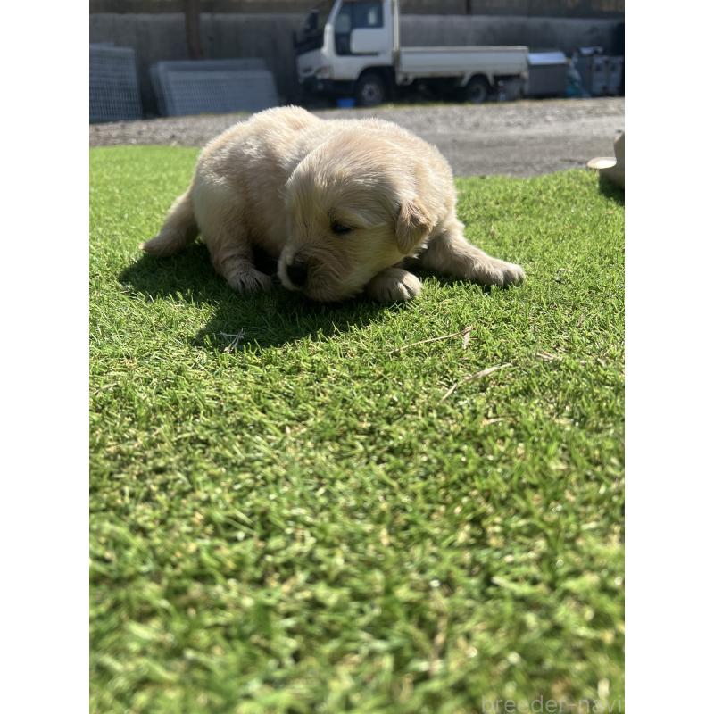 販売中の静岡県のゴールデンレトリーバー-446178の7枚目