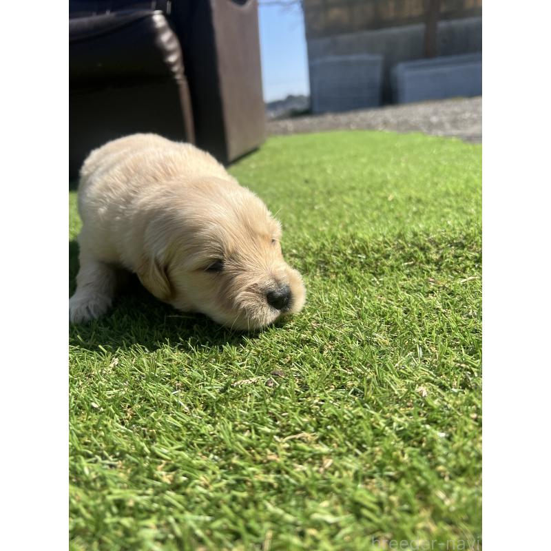 販売中の静岡県のゴールデンレトリーバー-446178の5枚目