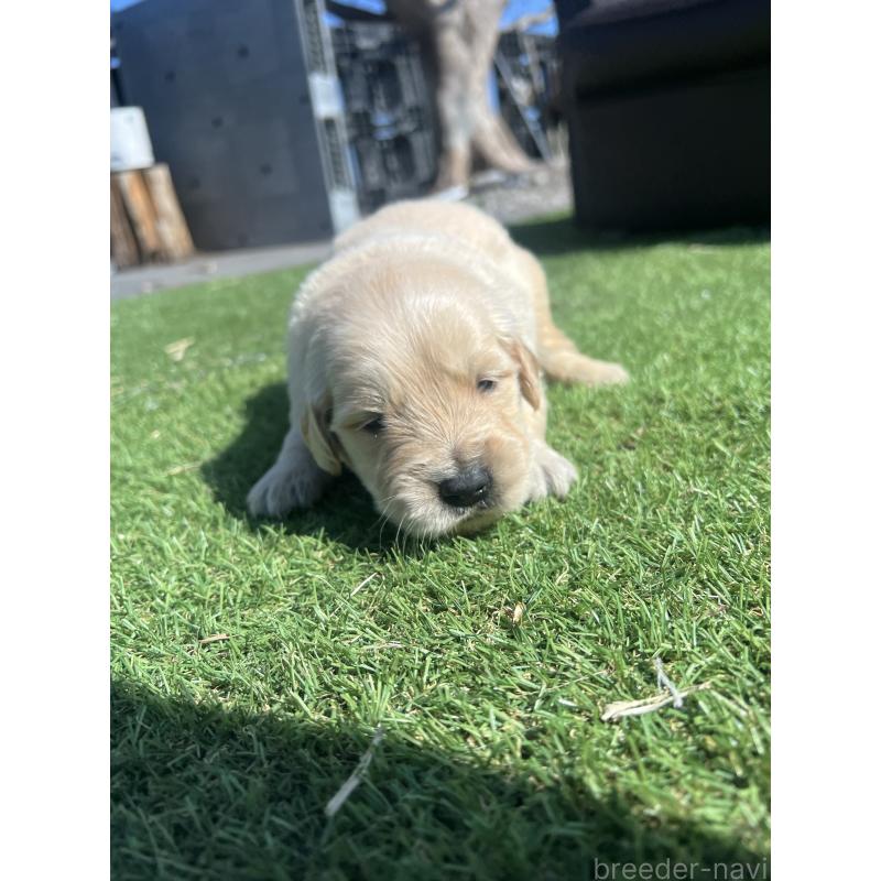 販売中の静岡県のゴールデンレトリーバー-446178の4枚目