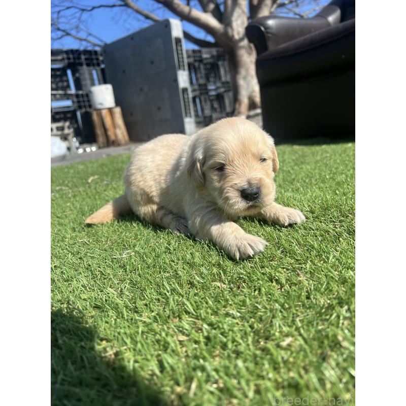 販売中の静岡県のゴールデンレトリーバー-446178の2枚目