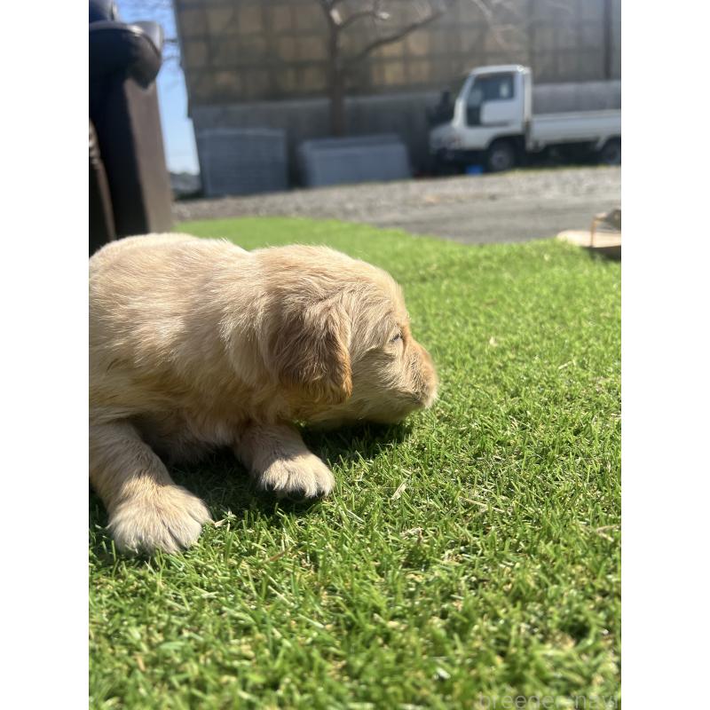 販売中の静岡県のゴールデンレトリーバー-446179の8枚目