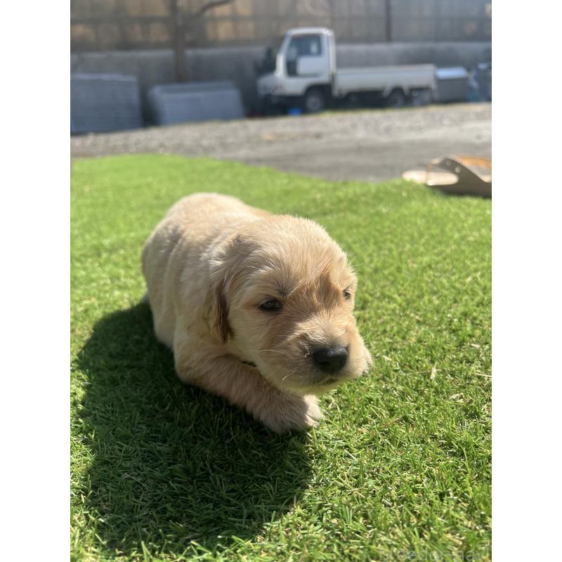 販売中の静岡県のゴールデンレトリーバー-446179の7枚目