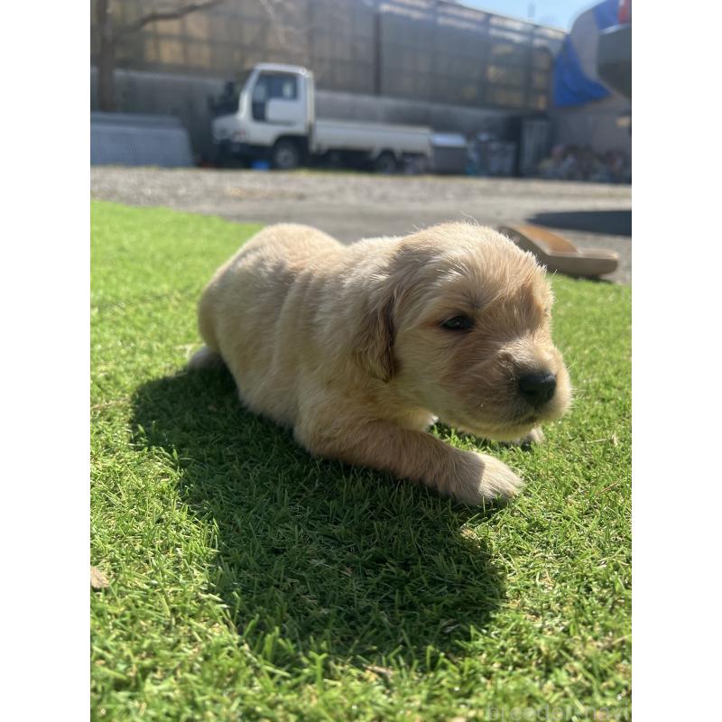 販売中の静岡県のゴールデンレトリーバー-446179の6枚目