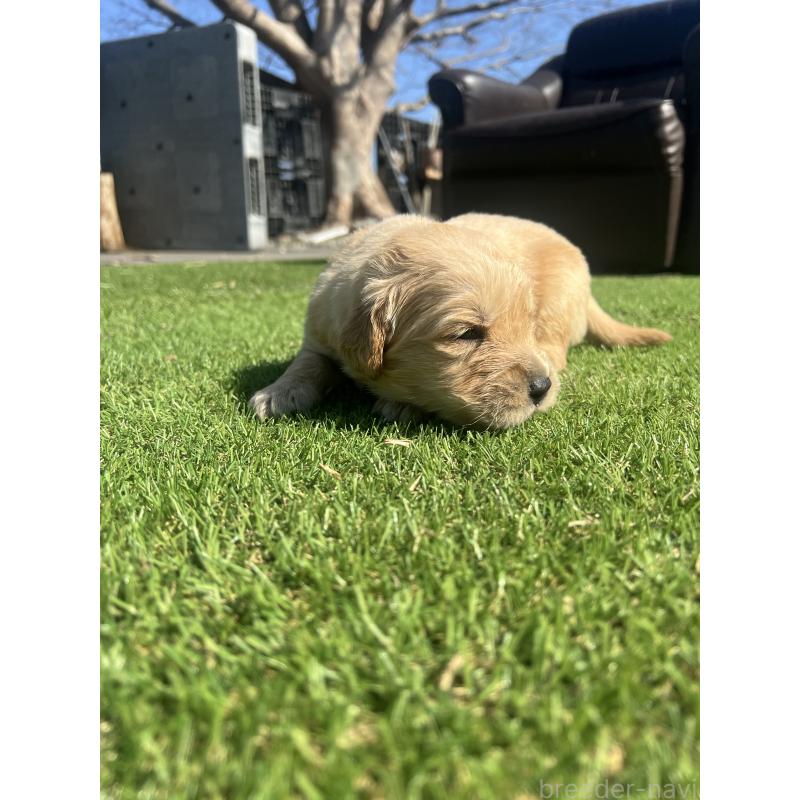 販売中の静岡県のゴールデンレトリーバー-446179の5枚目