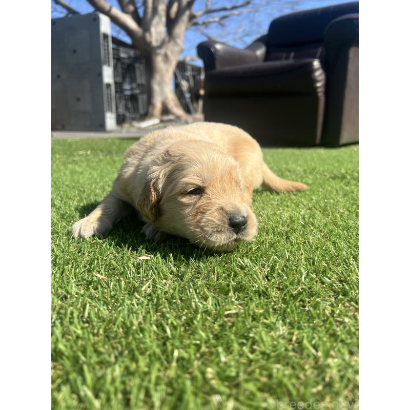 販売中の静岡県のゴールデンレトリーバー-446179の4枚目