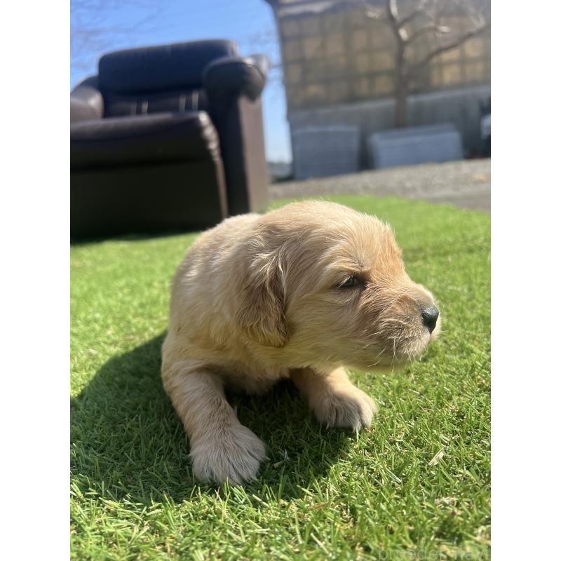 販売中の静岡県のゴールデンレトリーバー-446179の3枚目