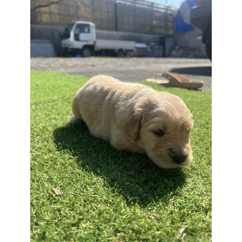 販売中の静岡県のゴールデンレトリーバー-446179の2枚目