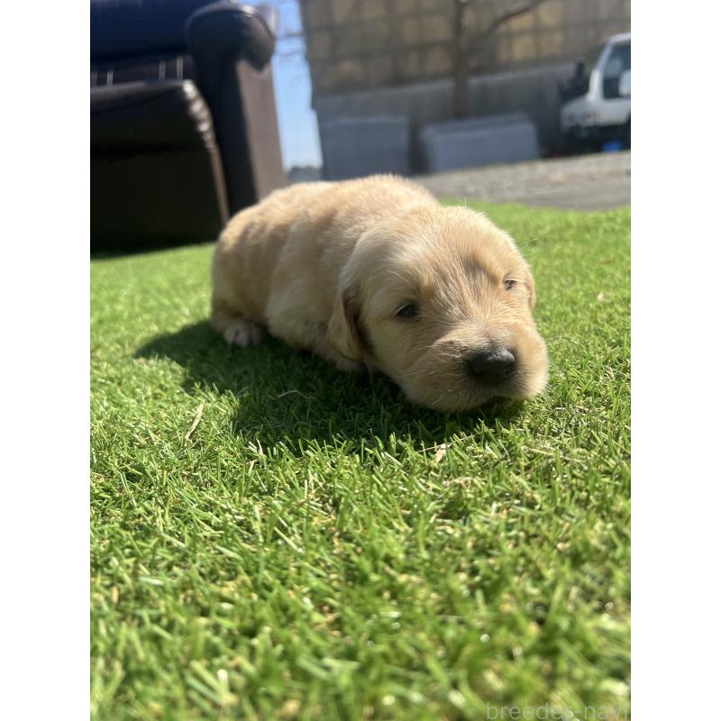 販売中の静岡県のゴールデンレトリーバー-446180の7枚目