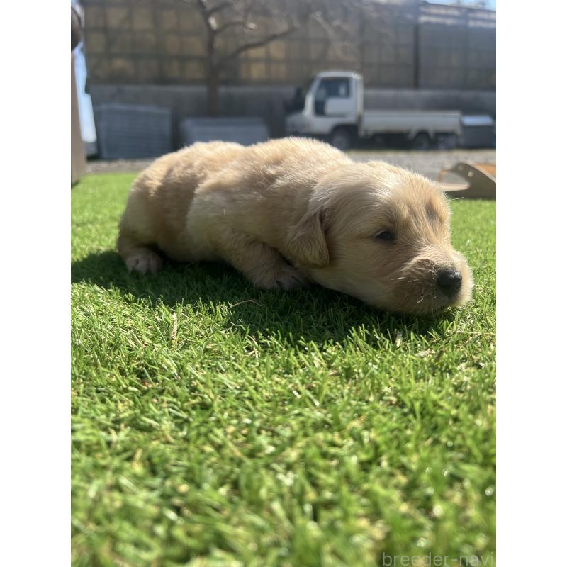 販売中の静岡県のゴールデンレトリーバー-446180の6枚目