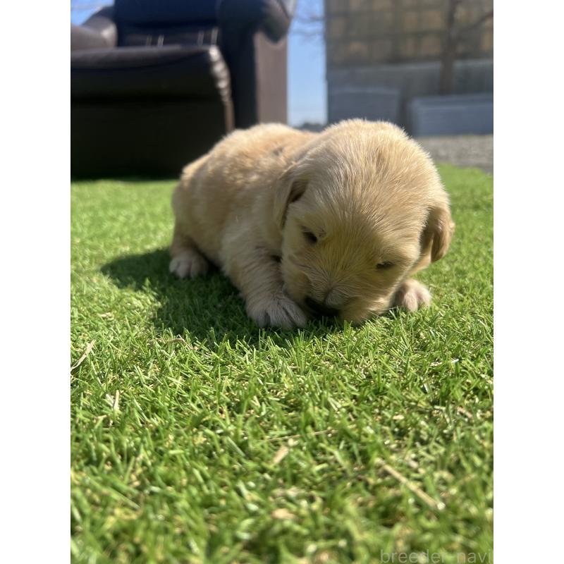 販売中の静岡県のゴールデンレトリーバー-446180の5枚目