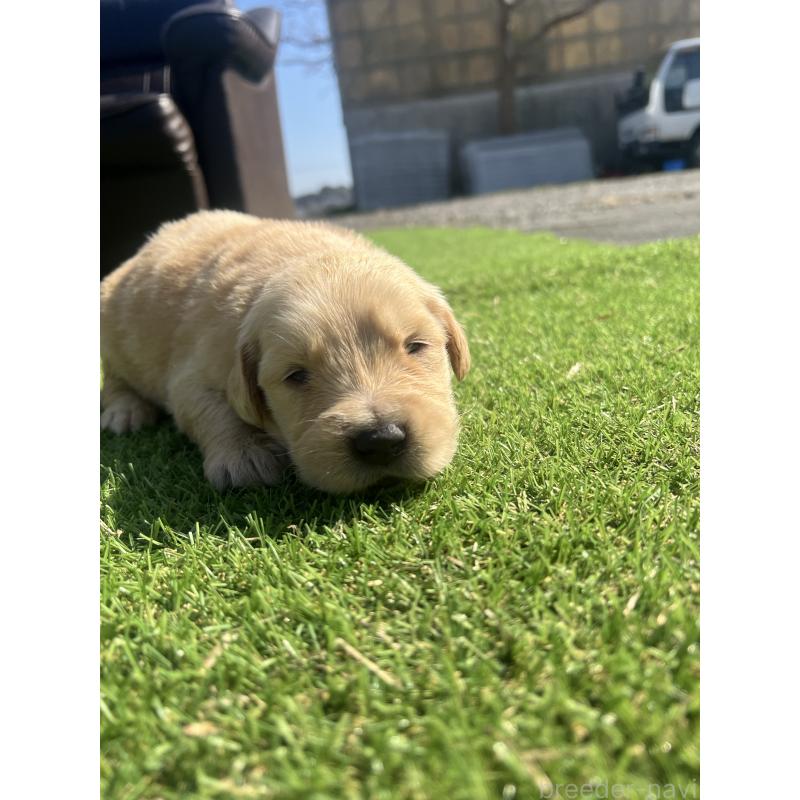 販売中の静岡県のゴールデンレトリーバー-446180の4枚目