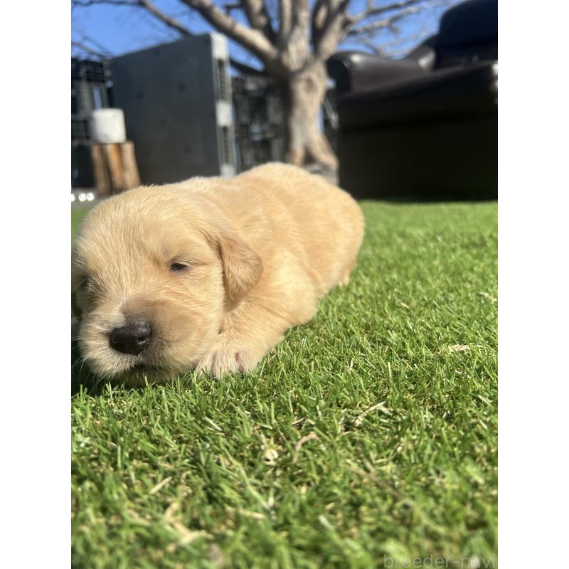 販売中の静岡県のゴールデンレトリーバー-446180の2枚目