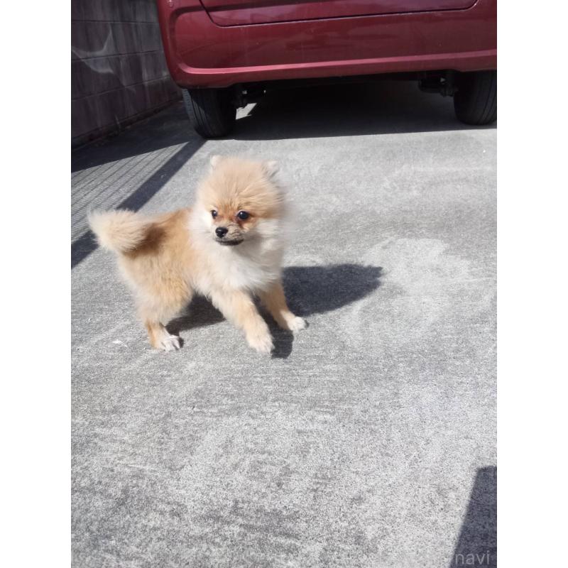 販売中の沖縄県のポメラニアン-446185の2枚目