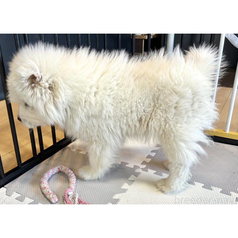 販売中の栃木県のサモエド-446192の14枚目