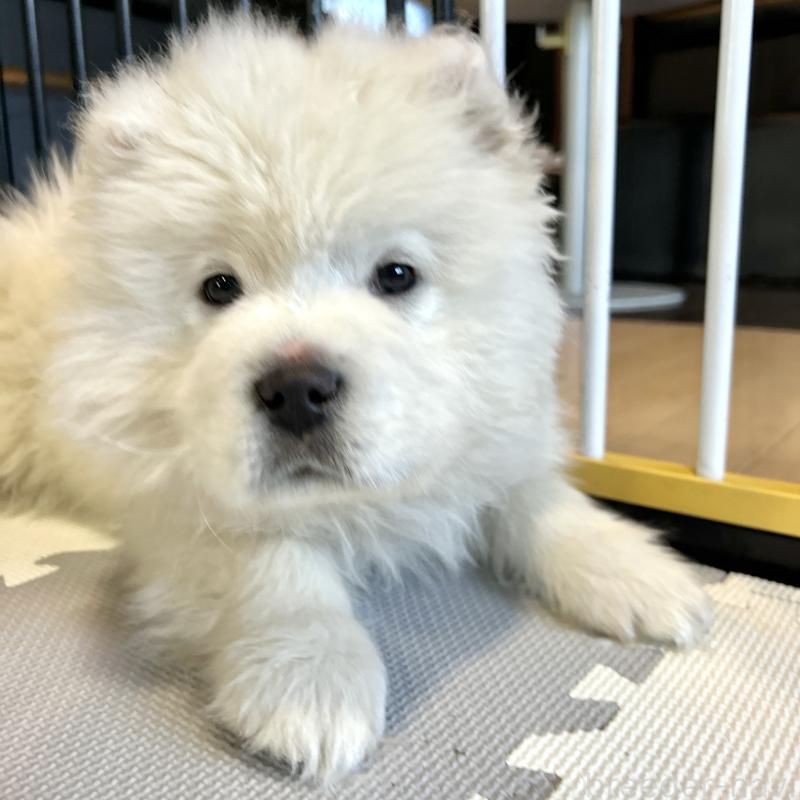 販売中の栃木県のサモエド-446192の13枚目