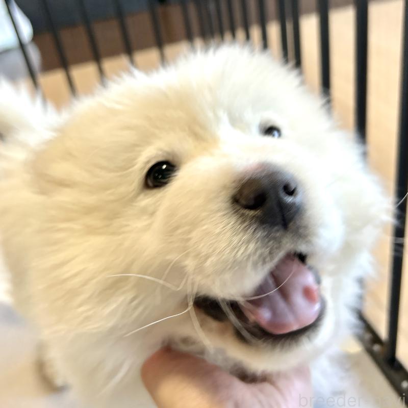 販売中の栃木県のサモエド-446192の11枚目