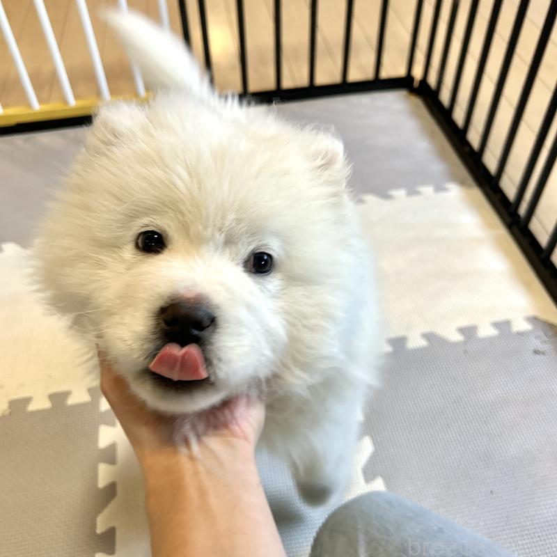 販売中の栃木県のサモエド-446192の10枚目