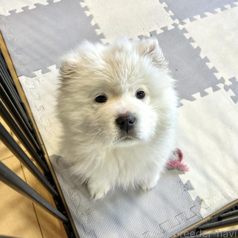 販売中の栃木県のサモエド-446192の8枚目