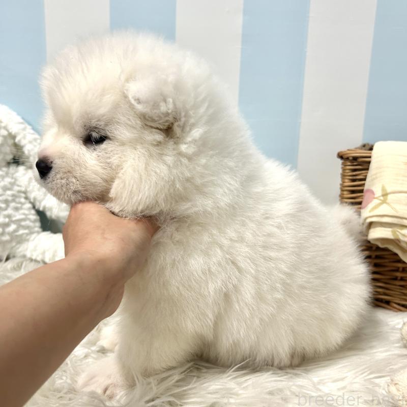 販売中の栃木県のサモエド-446192の7枚目