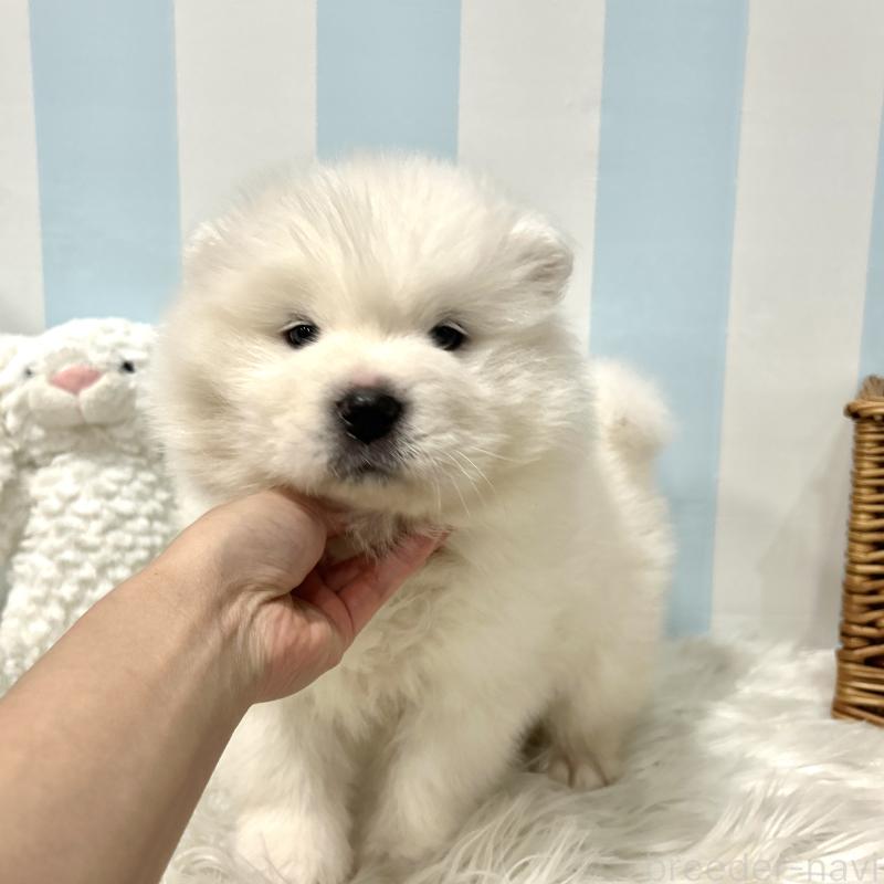 販売中の栃木県のサモエド-446192の6枚目