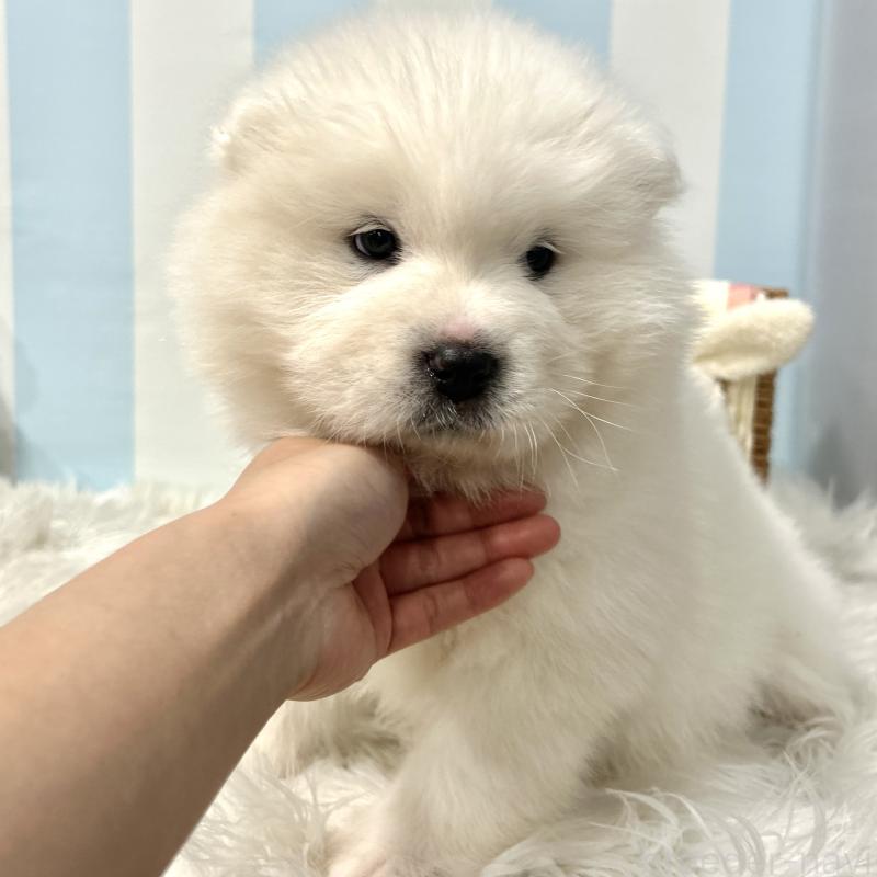 販売中の栃木県のサモエド-446192の5枚目