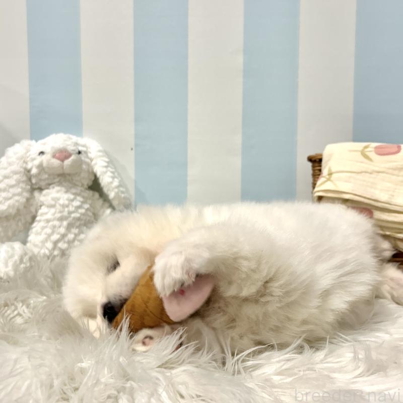 販売中の栃木県のサモエド-446192の4枚目