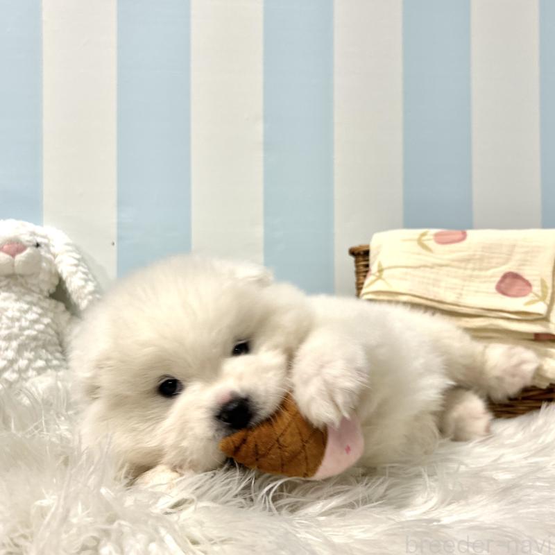 販売中の栃木県のサモエド-446192の3枚目