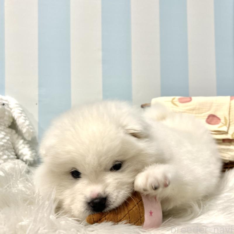 販売中の栃木県のサモエド-446192の2枚目