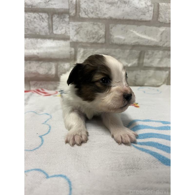 販売中の千葉県のパピヨン-446166の2枚目