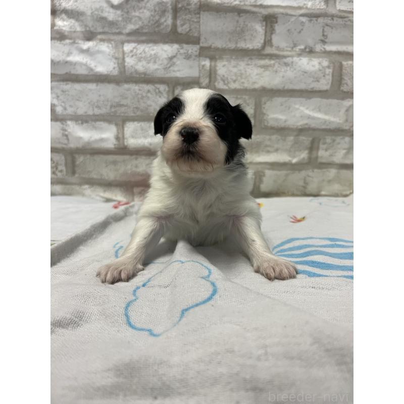 販売中の千葉県のパピヨン-446167の2枚目