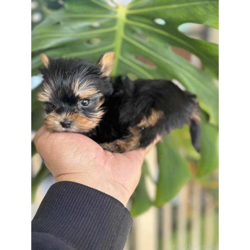 販売中の静岡県のヨークシャーテリア-446191の4枚目