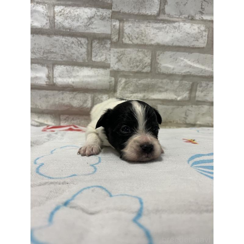 販売中の千葉県のパピヨン-446163の2枚目