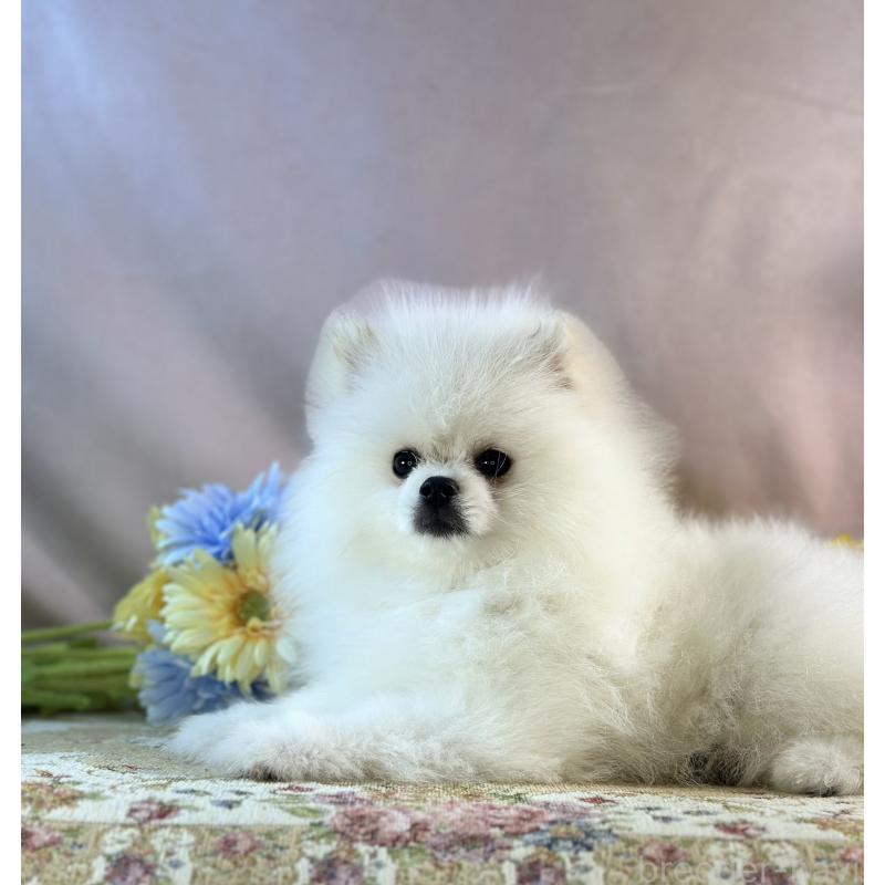 販売中の京都府のポメラニアン-441842