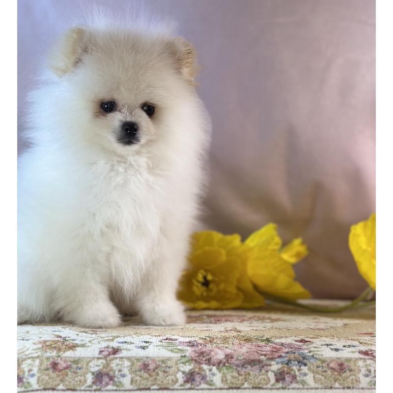 販売中の京都府のポメラニアン-437553の6枚目