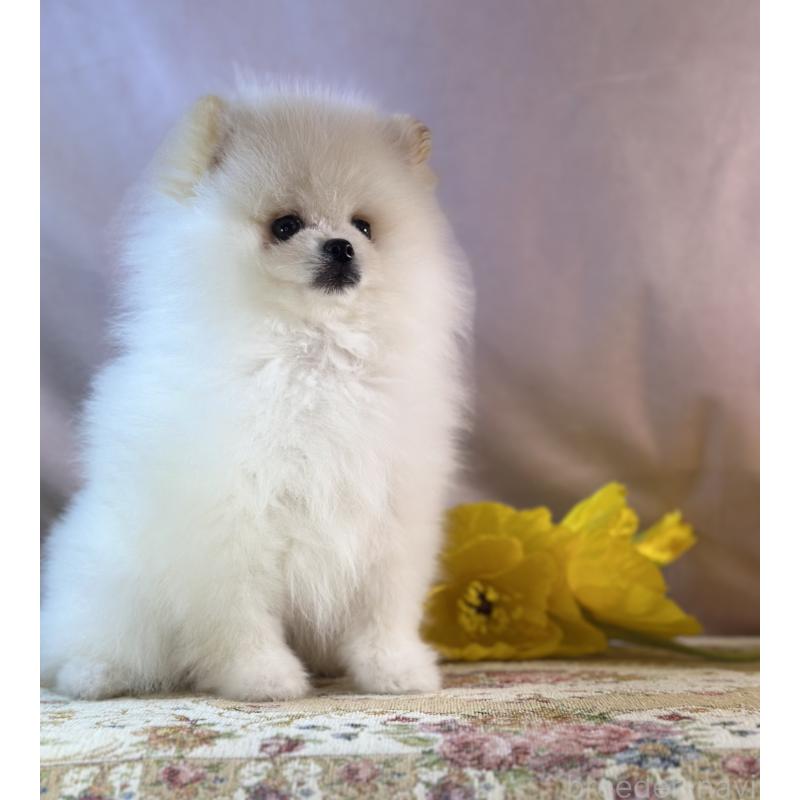 販売中の京都府のポメラニアン-437553の5枚目