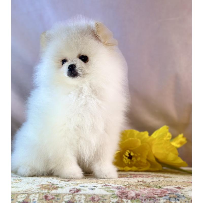 販売中の京都府のポメラニアン-437553の4枚目