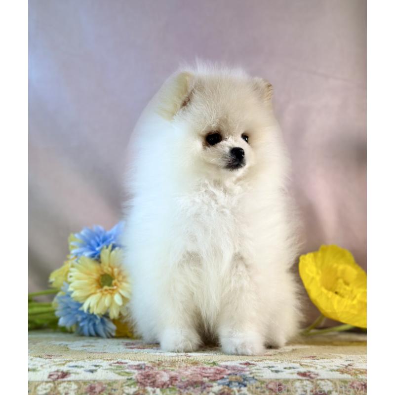 販売中の京都府のポメラニアン-437553の3枚目