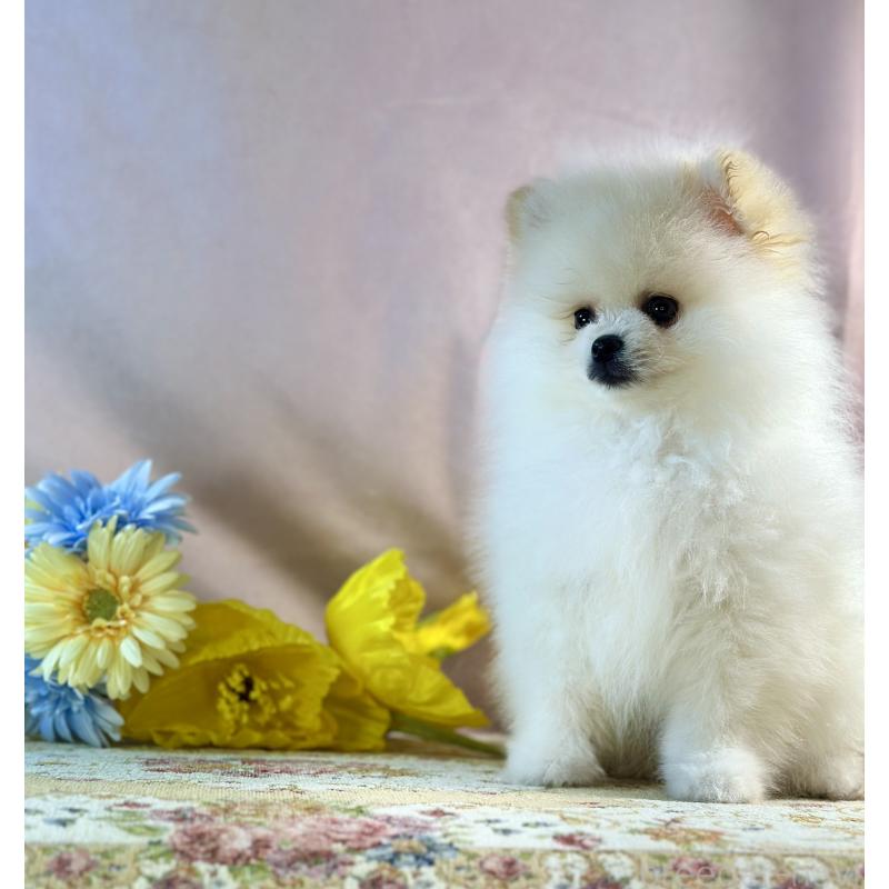 販売中の京都府のポメラニアン-437553の2枚目