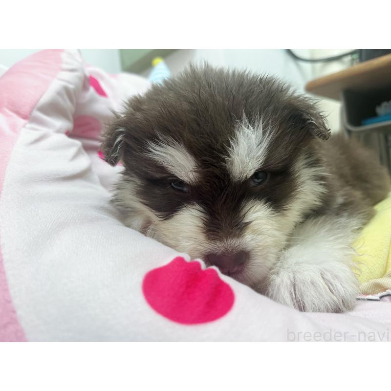 販売中の東京都のアラスカンマラミュート-446193の8枚目