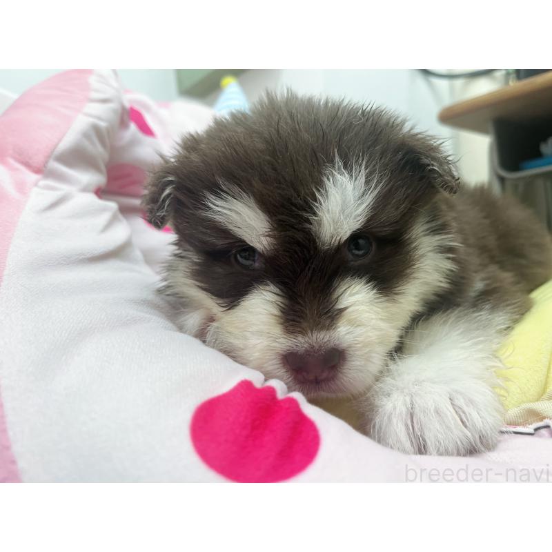 販売中の東京都のアラスカンマラミュート-446193の7枚目