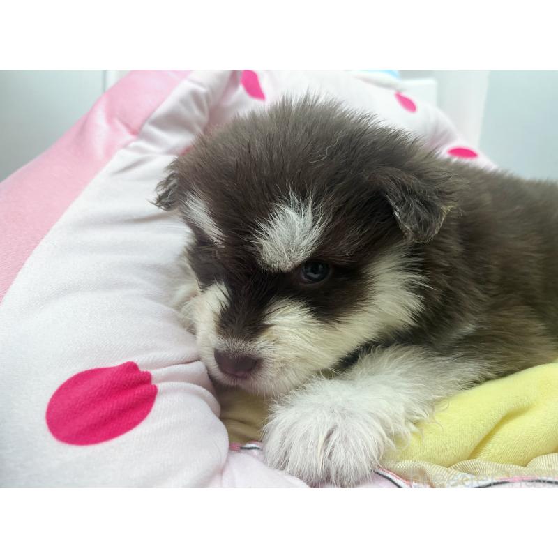 販売中の東京都のアラスカンマラミュート-446193の6枚目