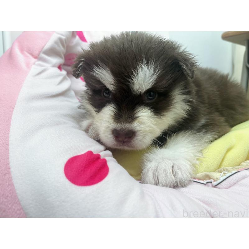 販売中の東京都のアラスカンマラミュート-446193の5枚目