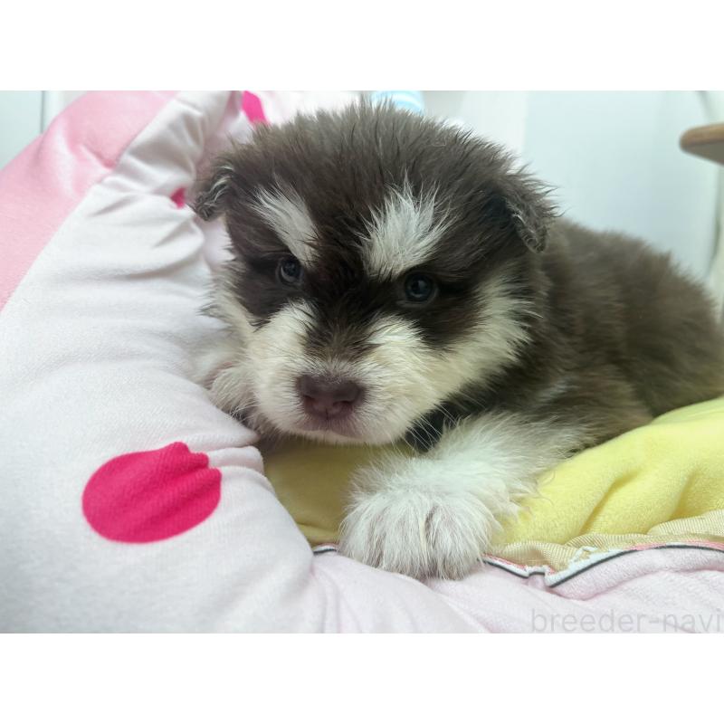 販売中の東京都のアラスカンマラミュート-446193の4枚目