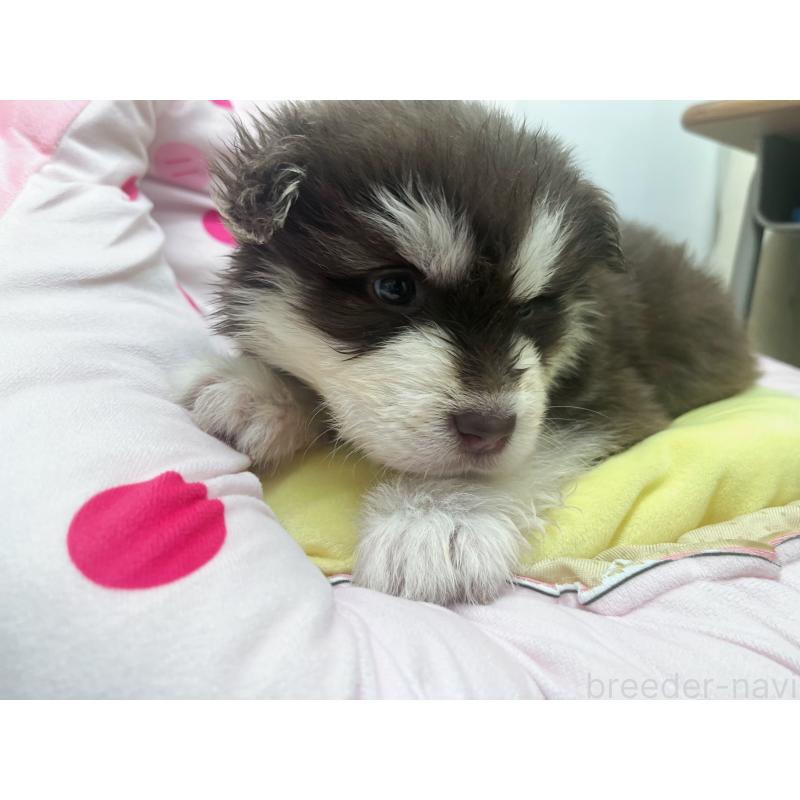 販売中の東京都のアラスカンマラミュート-446193の3枚目