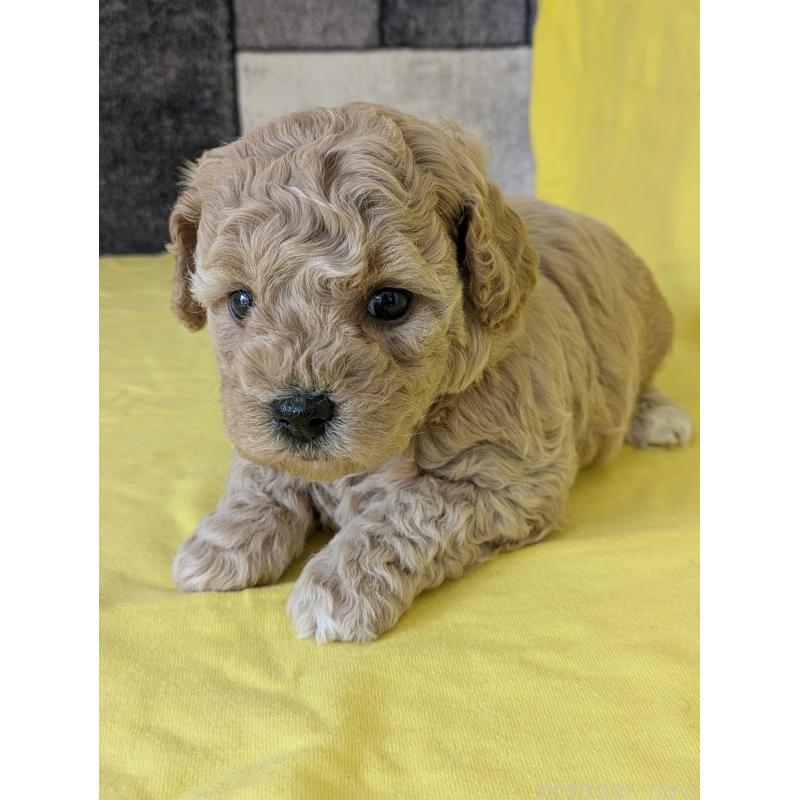 販売中の千葉県のミックス犬-446194の2枚目