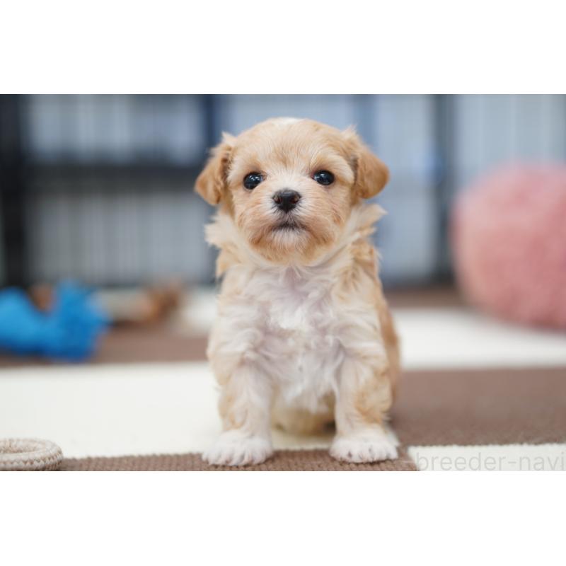 販売中の埼玉県のマルプー:マルチーズ×トイプードル-446195の5枚目