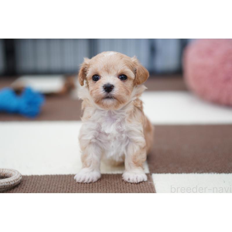 販売中の埼玉県のマルプー:マルチーズ×トイプードル-446195の4枚目