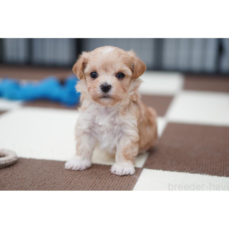 販売中の埼玉県のマルプー:マルチーズ×トイプードル-446195の3枚目